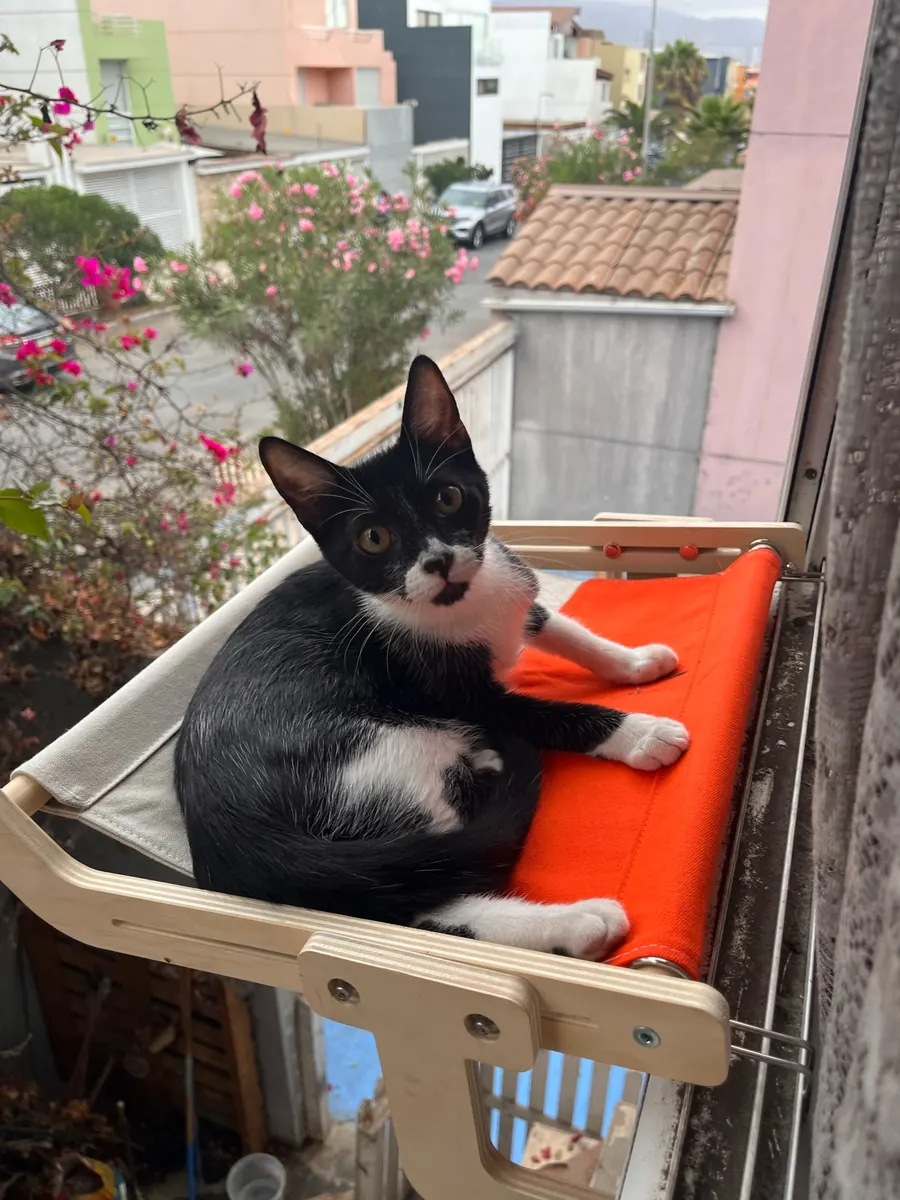 Wooden sill perch in use, photo sent in by Hélène S.